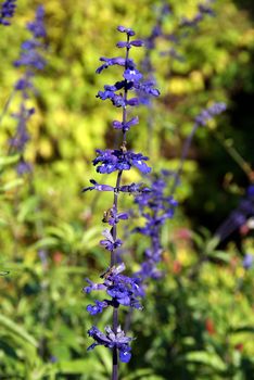 A close up of a purple Salvia Viridis (Sage) flower in the garden. 