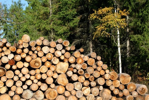 A stack of dry firewood with forest in autumn colors in the background. Photographed in Marttila, Finland 26 September 2010.