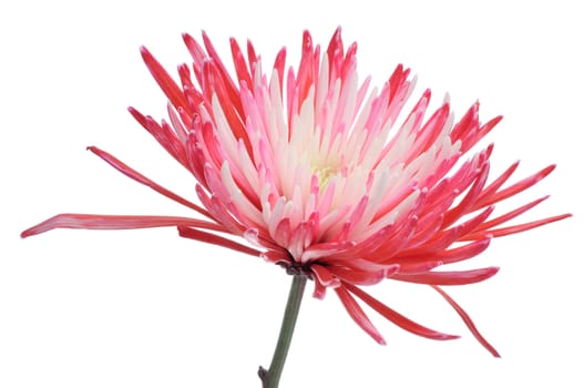 Variegated dahlia on white background