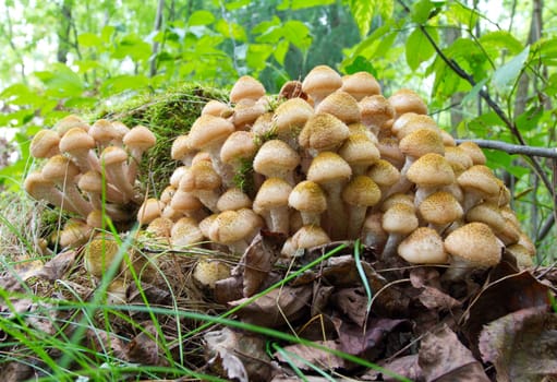 agaric honey fungus near stump in forest