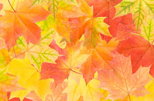 autumn maple leaves background