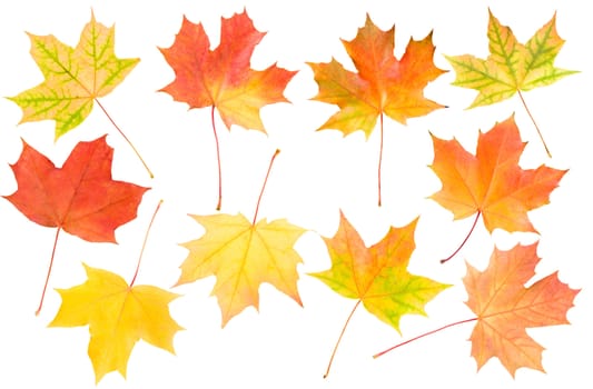 autumn maple leaves set, isolated on white