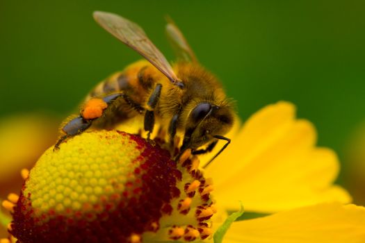 close-up a small bee collect nectar on the yellow flower