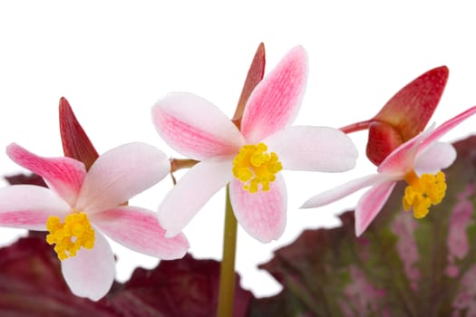 close-up begonia flowers, isolated on white