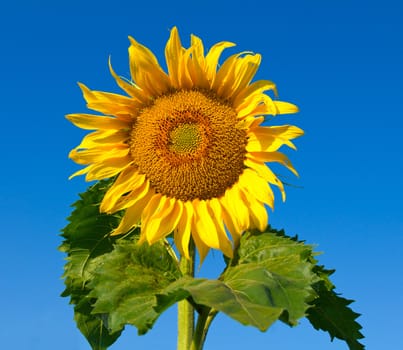 big sunflower over blue sky