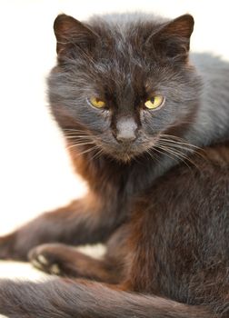 black cat looking at you, isolated on white