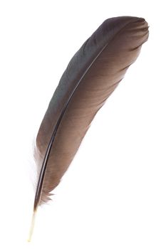 close-up black feather, isolated on white