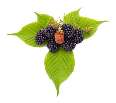 heap of ripe blackberries with leaves, isolated on white