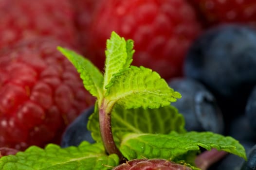 Fresh ripe blueberry, ruspberry and mint leaves 