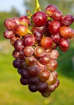 close-up branch of ripe grapes on green grass background