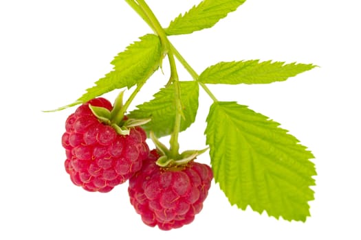 branch of two ripe raspberries with leaves, isolated on white