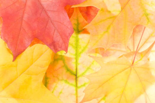 close-up autumn maple leaves background