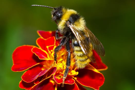 bumblebee on red flower over green grass