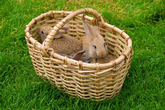 bunnies in basket on green grass background
