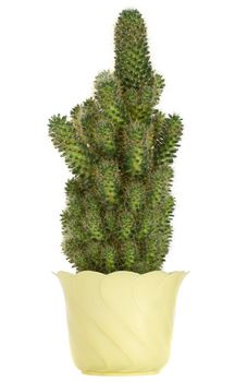 cactus in pot, isolated on white