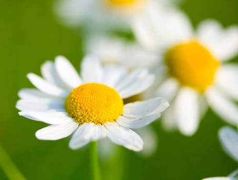 chamomile selective focus on meadow