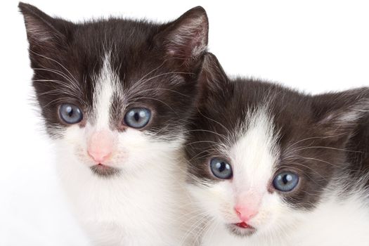 close-up black and white kittens