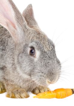 close-up rabbit eating carrot, isolated on white