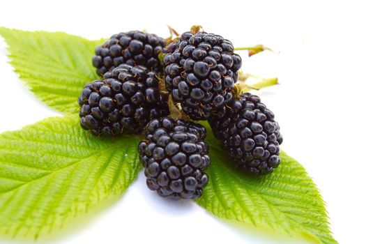 heap of ripe blackberries with leaves, isolated on white