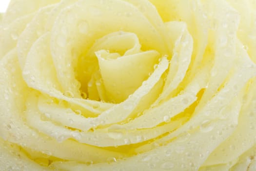 close-up white rose with water drops, isolated on white