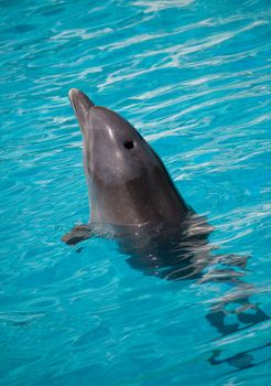 dolphin swimming in water