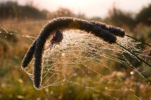 dry grass in spiders web on sunrise