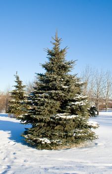 winter fir tree against a blue sky