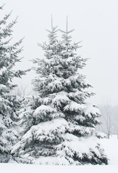 december fir tree covered with snow