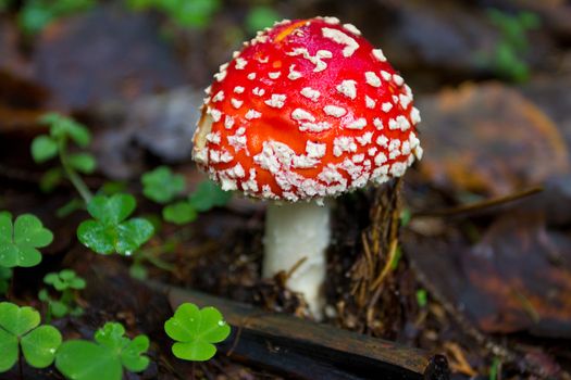 fly agaric in the forest