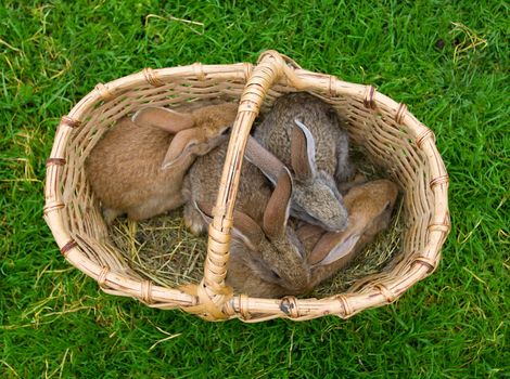 four bunnies in basket on green grass background