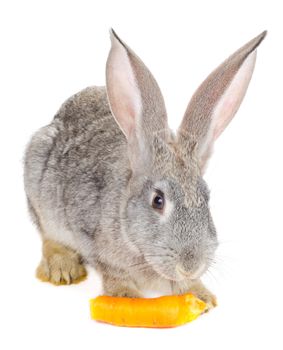 close-up gray rabbit eating the carrot, isolated on white