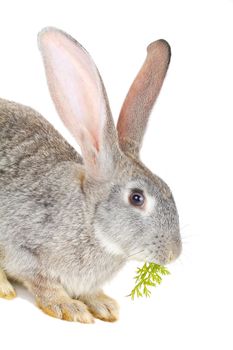 close-up gray rabbit eating the carrot leaves, isolated on white