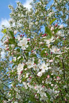 Blooming cherry tree in a spring orchid.