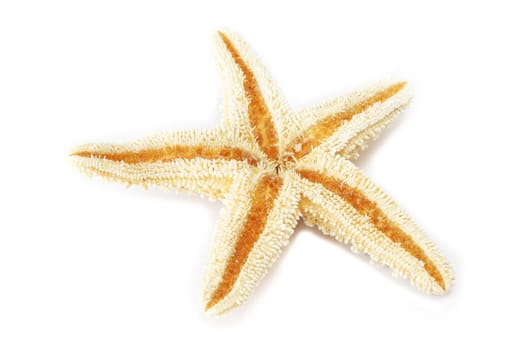 Seastar isolated on a white background.