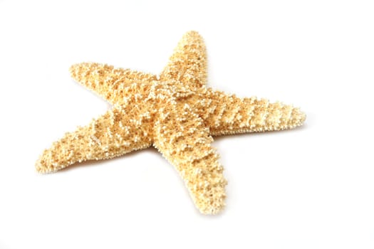 Seastar isolated on a white background.