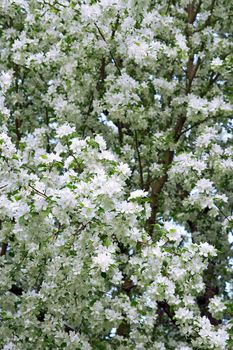 Blossoming pear trees in a spring orchid.