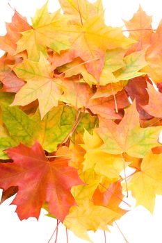 close-up autumn maple leaves