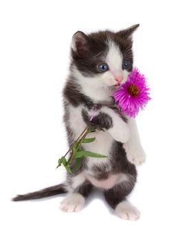 kitten hold flowers, isolated on white