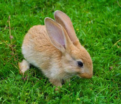 little brown bunny on green grass