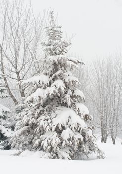 december fir tree covered with snow