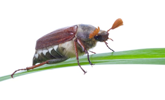 close-up may-bug on blade, isolated on white