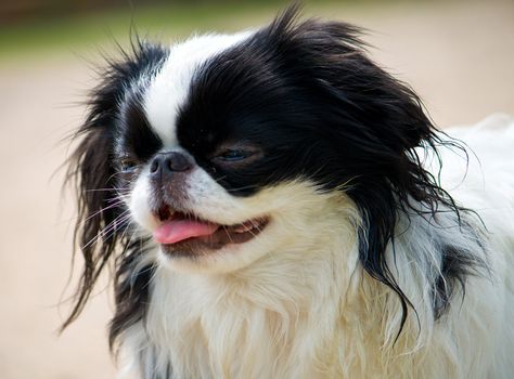 close-up portrait of small japanese chin puppy