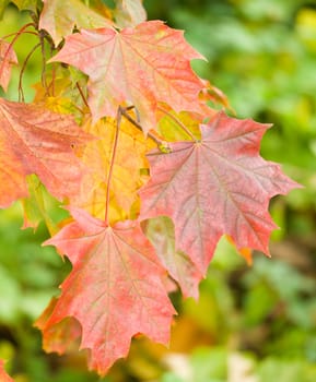 autumn maple leaves background