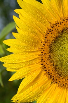 close-up ripe yellow sunflower with water drops