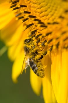 close-up small bee collect nectar on sunflower