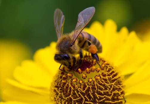 close-up small bee collect nectar on yellow flower