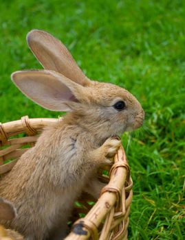small bunny stand in basket on green grass background
