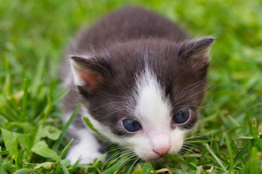 close-up black and white kitten in grass