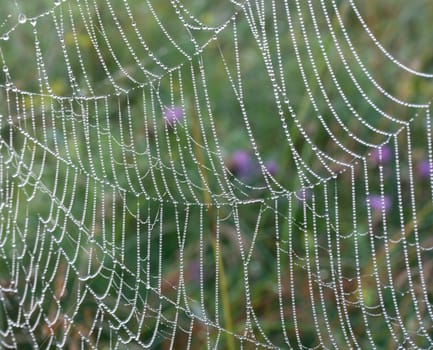 spider web with water drops on green grass background