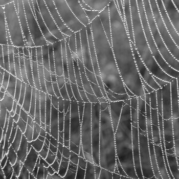 close-up spider web with water drops black and white image